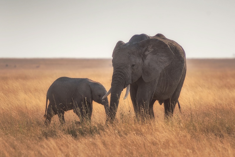 Elephant mother and calf