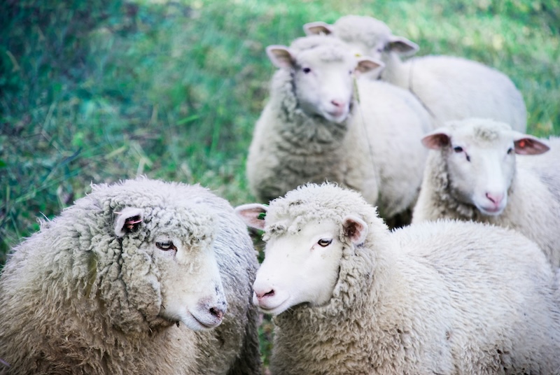 Sheep looking at each other