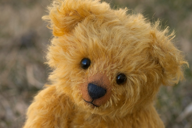 A quizzical teddy bear